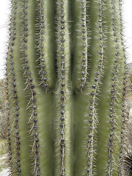 forking upward ribs.jpg