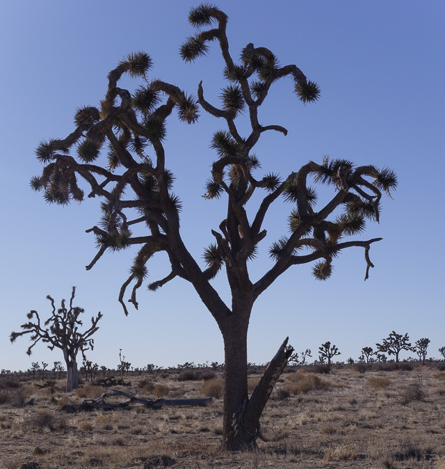 Joshua tree silhouette, Hidden Valley, Joshua Tree National Park