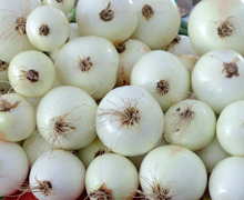 onions at the Crawford stand at the Santa Fe Farmer's Market, 2013-08-17