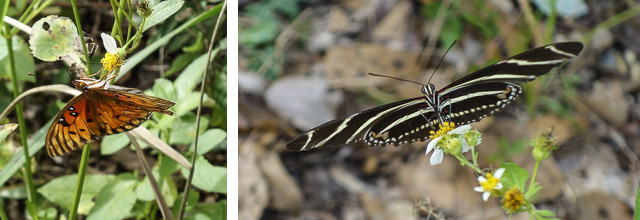 Gulf fritillary and zebra heliconia butterflies