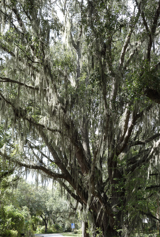 Beards of Spanish moss in a live oak near the Mabel end of the Van Fleet Trail, Florida.