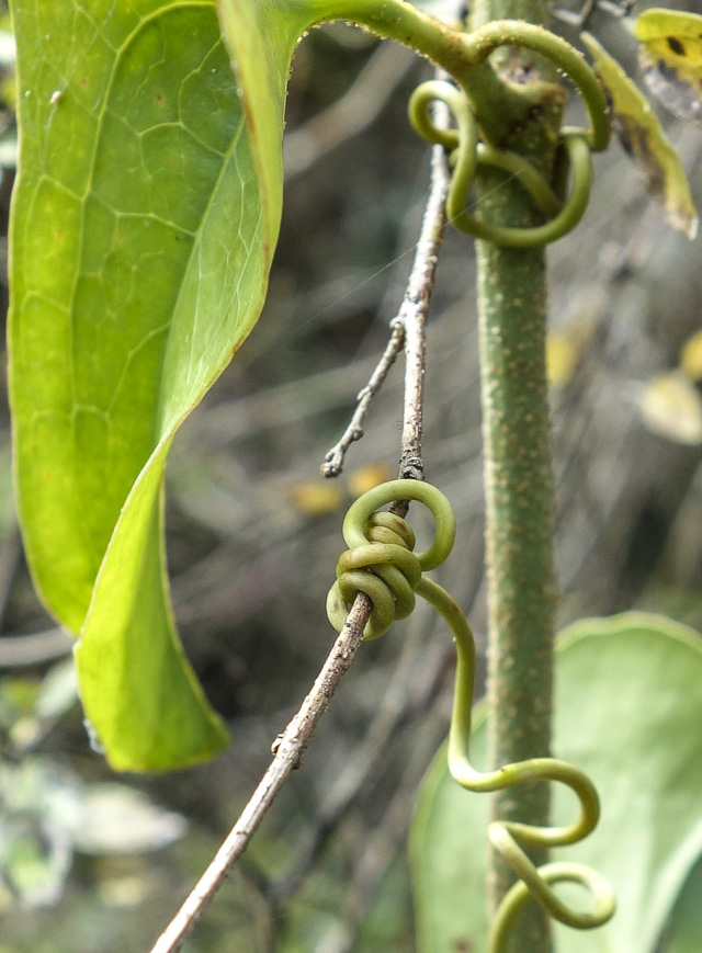 Passiflora tendril lashed to twig