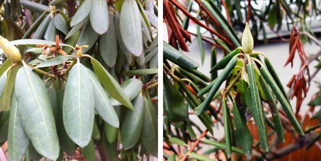 nearly flat rhododendron leaves in warm weather, and tightly rolled ones in the cold