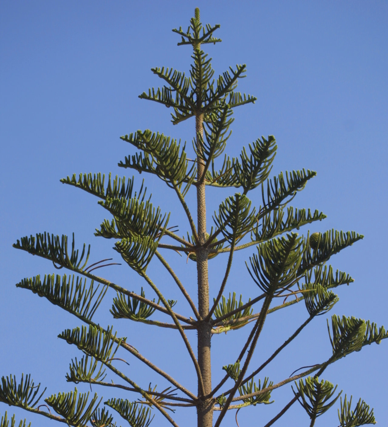 Upper branches of a small Norfolk Island pine on Sardinia.