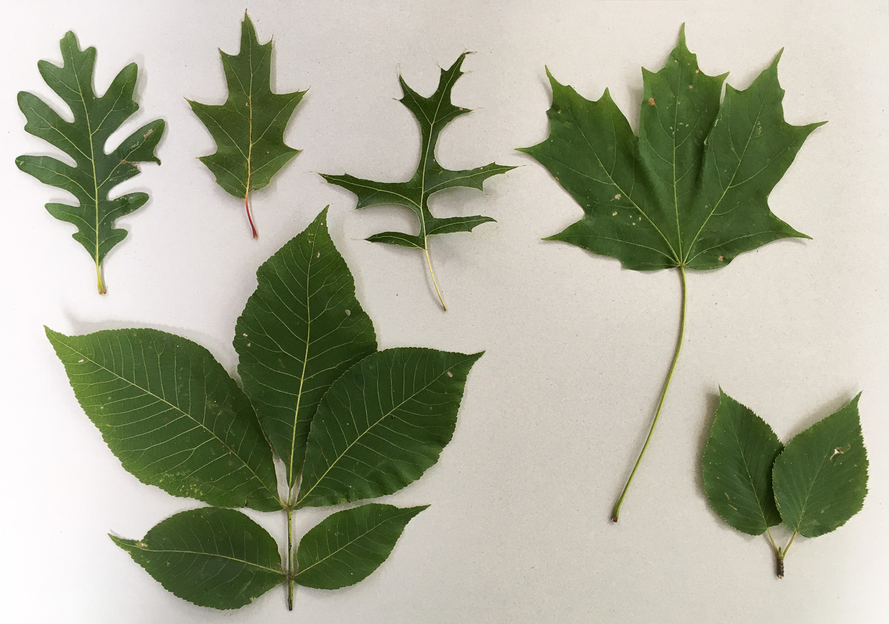 leaves arranged on a white background: white oak, red oak, pin oak, sugar maple, shagbark hickory, sweet birch
