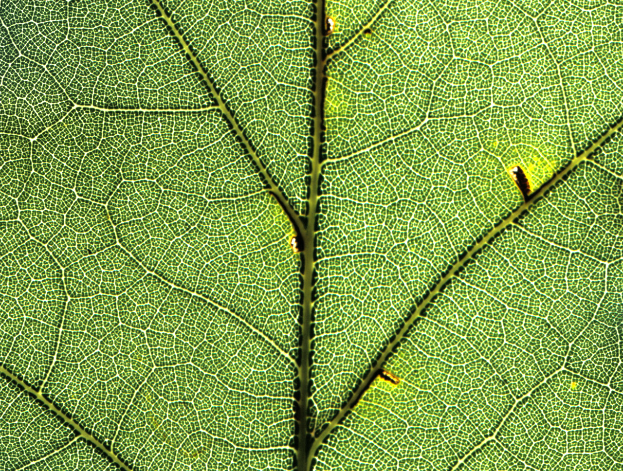 Veins within a leaf of a red oak tree form a complex network with many closed loops.