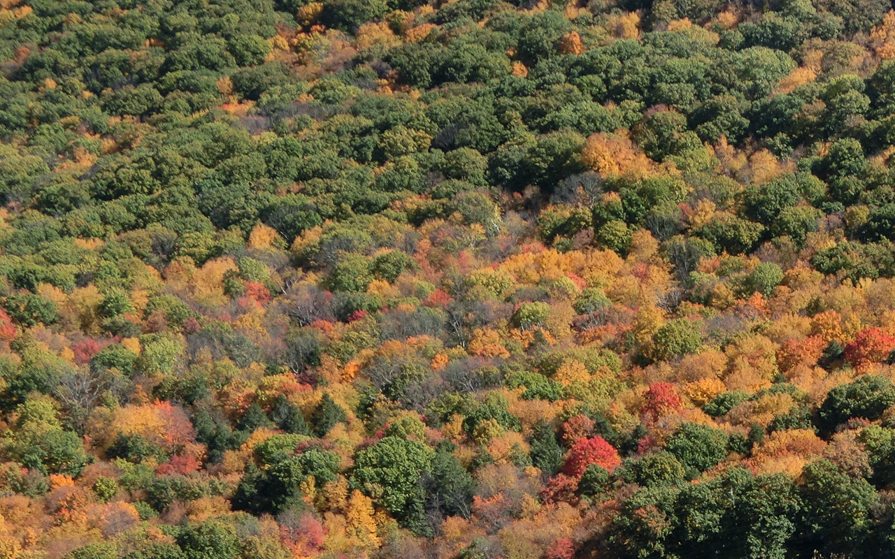 Trees in fall foliage near where Mass. Route 116 crosses the Holyoke Range (a saddle point known as the Notch).